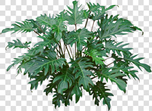 Hd Image Result For Philodendron Xanadu   Philodendron Xanadu Care  HD Png Download