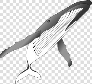 Png Royalty Free Stock Humpback Whale Clipart   Humpback Whale  Transparent Png