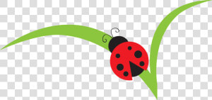 Lady Beetle Clipart Red Ladybug   Lady Bugs Clip Art  HD Png Download