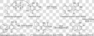 Genetic Code For Marijuana  HD Png Download