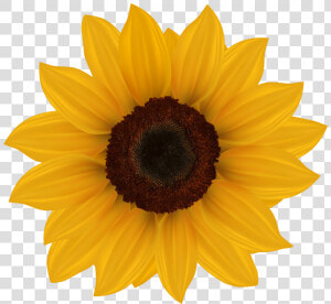 Sun Flower Clip Art Sunflower Png Clipart Image   Transparent Background Sunflower Clipart  Png Download