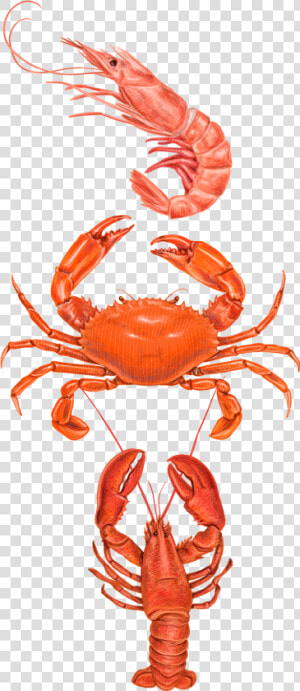 Crabs Clipart Prawn Fish   Types Of Crabs In The Philippines  HD Png Download