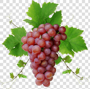 Grape grape Leaves seedless Fruit grapevine Seed Extract   Grape Png  Transparent Png