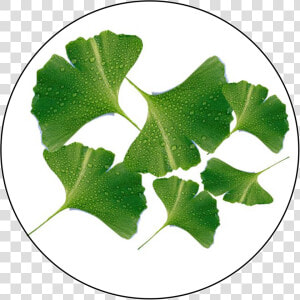 Ginkgo Biloba Extract   Lebel Ginkgo Biloba Png  Transparent Png