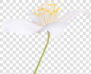 Flowers For Healing  HD Png Download