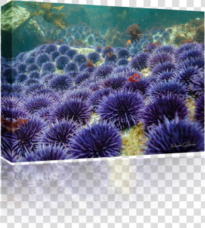 Sea Urchin  HD Png Download