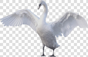 Swan Goose Mute Swan Bird   Swan Png  Transparent Png