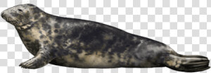 Harbor Seal Png   Harbor Seal  Transparent Png