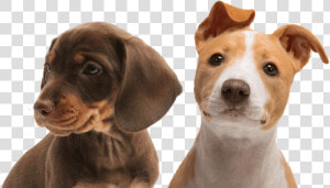 Duo Stream Automatic Water Dispenser 1 Litre   Png   Cute Dogs Png  Transparent Png