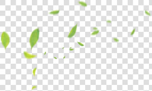 Clip Art Green Pattern Transprent Png   Tea Leaf Floating Png  Transparent Png