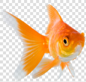  goldfish   Transparent Background Goldfish Png  Png Download