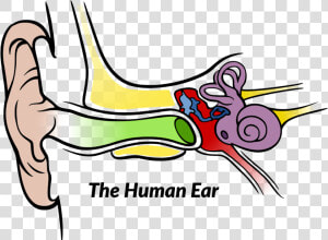 Anatomy Of The Human Ear  HD Png Download