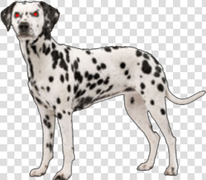 Download Free Png Susie Dalmatian Dog   Dalmatian Png  Transparent Png