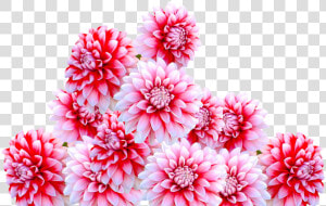 Dahlia  Jewelry Dahlia  Autumn Flower  Garden  Blossom   Flowers Dahlias Christmas Autumn Fall Png  Transparent Png