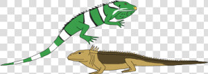 Iguana Clipart Real   Chameleon  HD Png Download