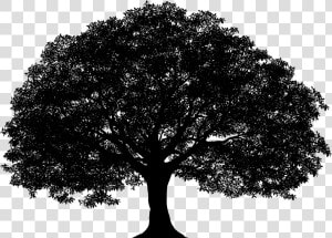 Tree Silhouette Png Clip Art Image​   Vector Oak Tree Silhouette  Transparent Png