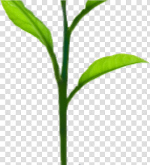 Growing Tree   Png Download   Plant Sprout Png  Transparent Png