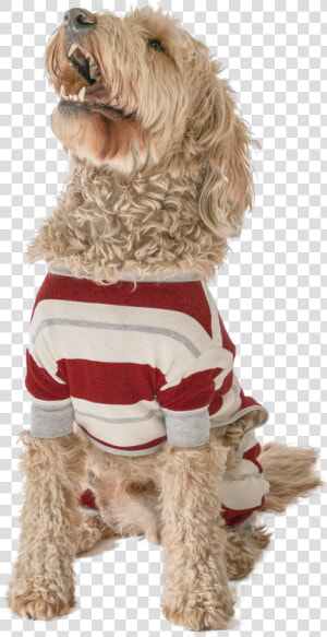 Country Stripe   Labradoodle  HD Png Download