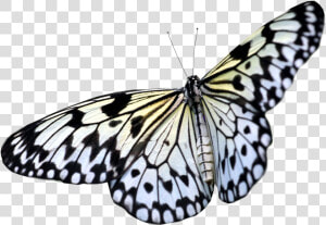 Butterfly Png Image   Transparent Background Real Butterfly Png  Png Download