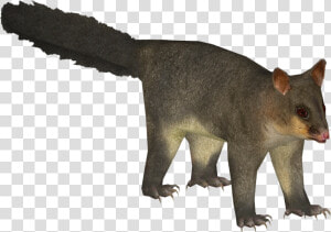 Common Brushtail Possum   Png Image Of Possum  Transparent Png