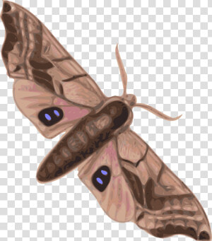 Moth Svg Clip Arts   Moth Clipart  HD Png Download