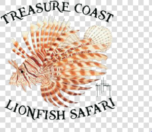 Tc Lionfish Safari   Lionfish  HD Png Download