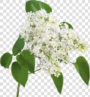 De Nuria D • Publicado En Flores Png   White Lilac Flower Png  Transparent Png