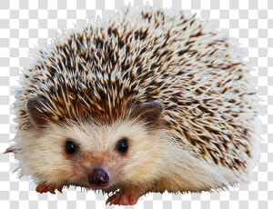 Hedgehog Clipart Cute Animal   Mammals Covered With Quills  HD Png Download