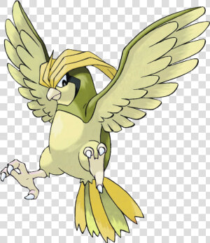 Transparent Pidgeot Png   Pokemon Pidgeotto  Png Download