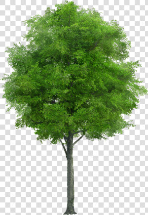 This Alt Value Should Not Be Empty If You Assign Primary   Neem Tree Png  Transparent Png