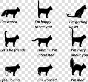 Cat Tail Movements  HD Png Download