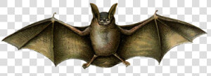 Mouse Colored Bat Drawing   Vampire Bat Drawing Png  Transparent Png