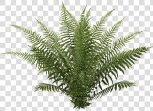 Oblivion Fern   Ostrich Fern  HD Png Download