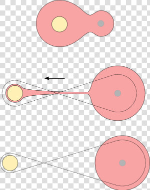 Star Fission Common Envelope   Fission Hypothesis Binary Star  HD Png Download