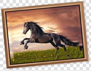 Black Stallion In A Meadow At Sunset Printed On Metal   Pferde Bilder Friesen  HD Png Download