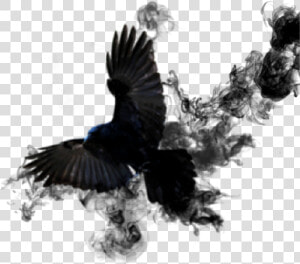  crow  sticker  smoke  bird  black  wings  feathed   American Crow  HD Png Download