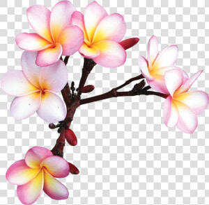 Plumeria Clipart Sticker   Frangipani Drawing Transparent  HD Png Download