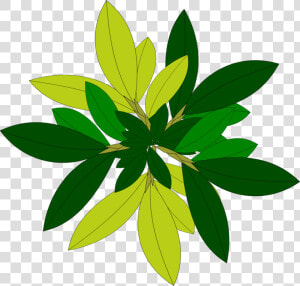 Leaf Tree Top View “free” Png File Clipart   Plant Vector Top View  Transparent Png