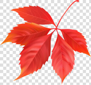 Red Maple Leaf Png Image   Folhas Do Canada Png  Transparent Png