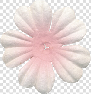 Flowers Of The Picnic Clipart   Impatiens  HD Png Download