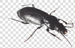 Black Beetle Png Hd   Black Ground Beetle  Transparent Png