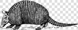 Black And White Armadillo  HD Png Download