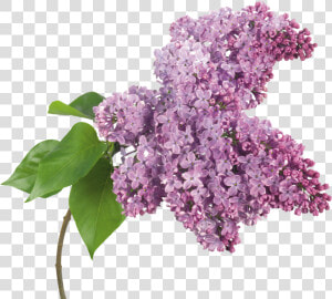 Lilac Png   Lilac  Transparent Png