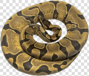 Rolled Up Python   Enchi Vanilla Ball Python  HD Png Download