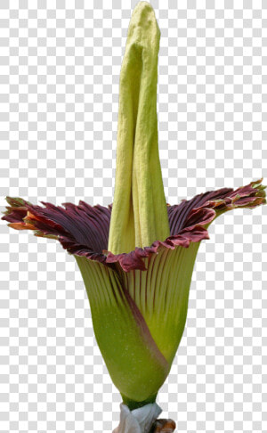 Titan Arum Flower Png  Transparent Png