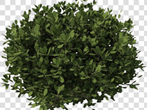 Transparent Small Shrubs Png   Plants Cut Out Png  Png Download