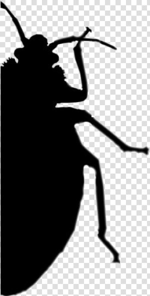 Bed Bug Png Transparent Images   Leaf Beetle  Png Download