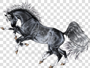 Stallion  HD Png Download