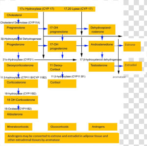 Steroid Biosynthesis In The Adrenal Cortex   17 Hydroxylase Deficiency  HD Png Download