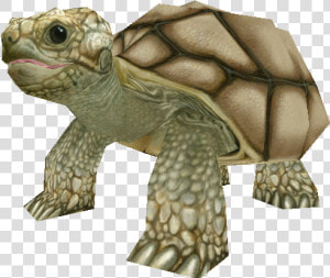 Download Zip Archive   Zoo Tycoon 2 Tortoise  HD Png Download